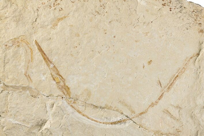 Needle Fish (Dercetis) Fossil - Hakel, Lebanon #200714